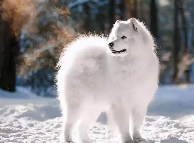 完全不怕冷的5种狗狗冬天根本不用穿衣服