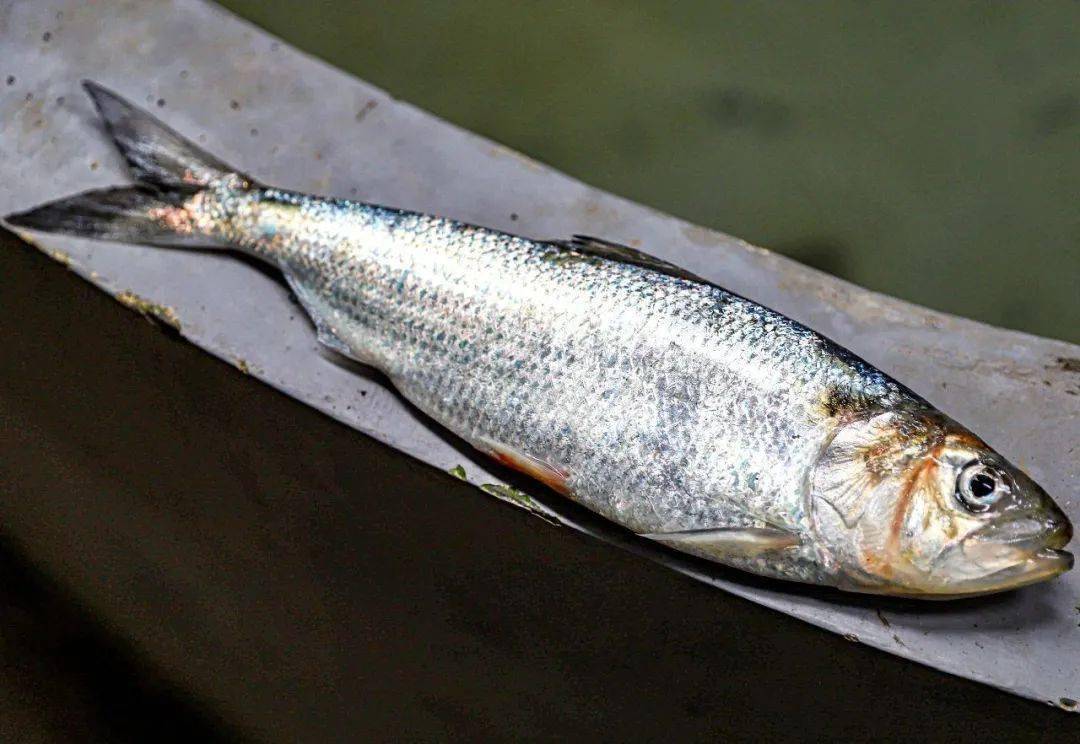 这种鱼味道超好,却几乎消失近40年,最近有人在石柱养殖这种鱼._鲥鱼