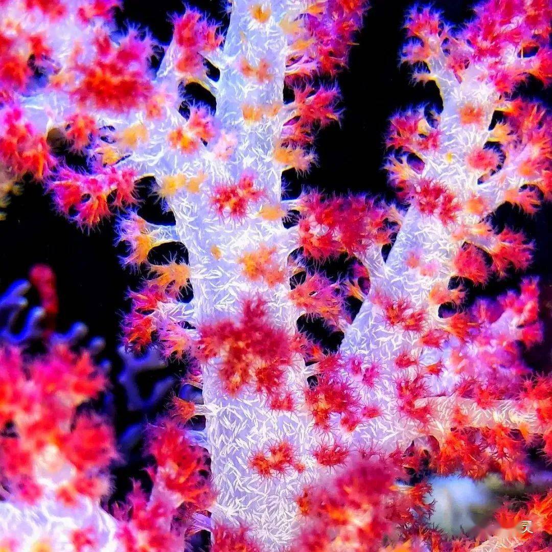 黑暗中的精灵带你领略nps珊瑚的美