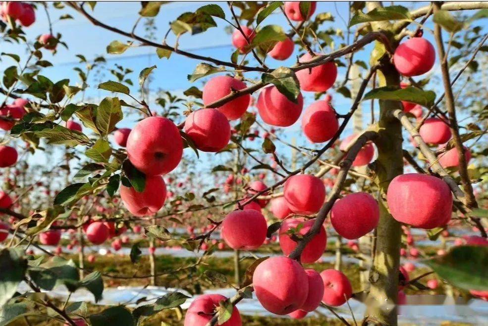 喜讯2020美丽乡村博鳌国际峰会长武红17苹果获得推介名品殊荣