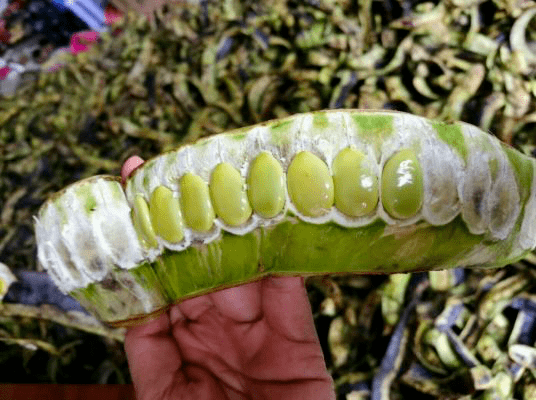 人民日报 | 深山小野果,身藏大功效!粤黔扶贫又有"小清新"选手_研究