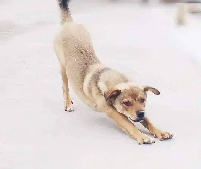 狗狗伸懒腰的姿势太妖娆了你知道它想表达什么意思吗