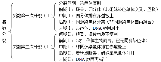 高中生物减数分裂相关重要知识点汇总