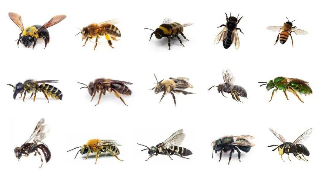 所有蜜蜂的图片大全图片