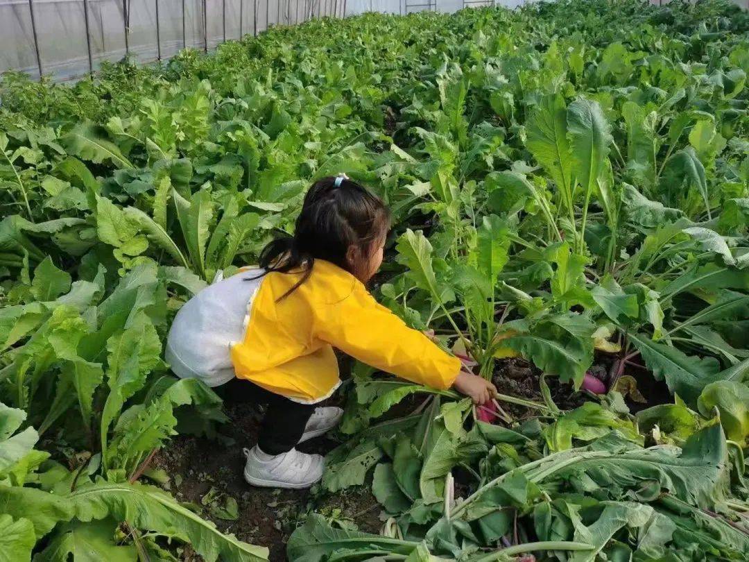 亲子活动带孩子采摘草莓和蔬菜参观番茄科普馆了解蔬菜