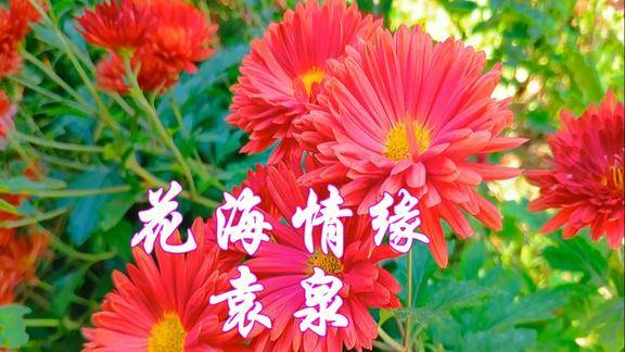 温馨情歌花海情缘歌词动人歌声优美