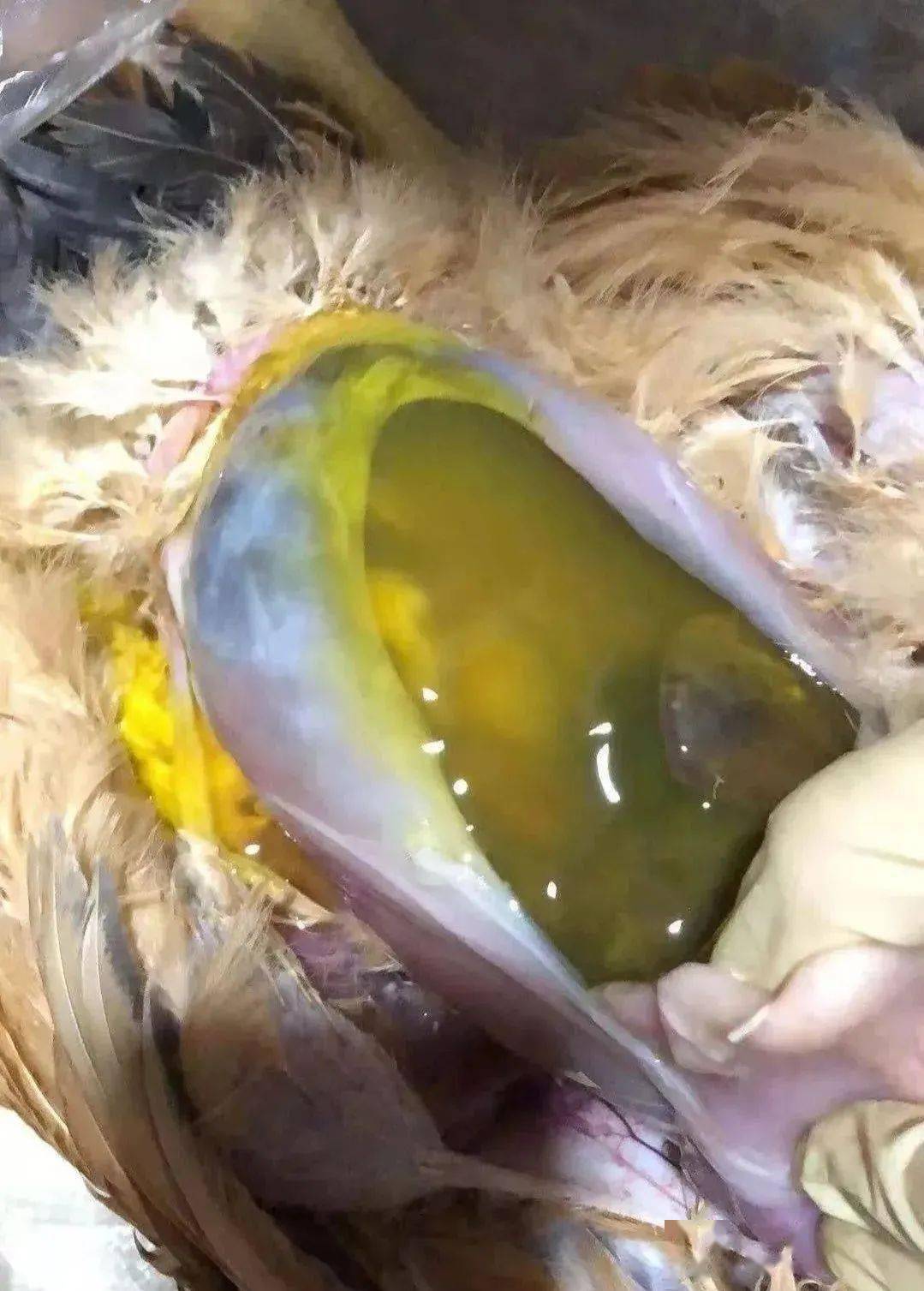 腹水症的诱因和预防!