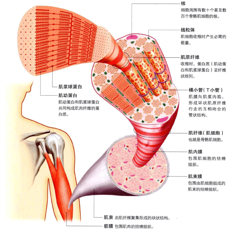 人体骨骼肌构造示意图图片
