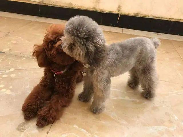 泰迪不同叫声代表不同意思养狗多年的你可能都不知道