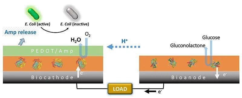 材料可用於殺菌的酶基生物燃料電池