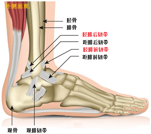 踝关节撞击综合征是指踝关节周围软组织(或骨)之间相互撞击,挤压,反复