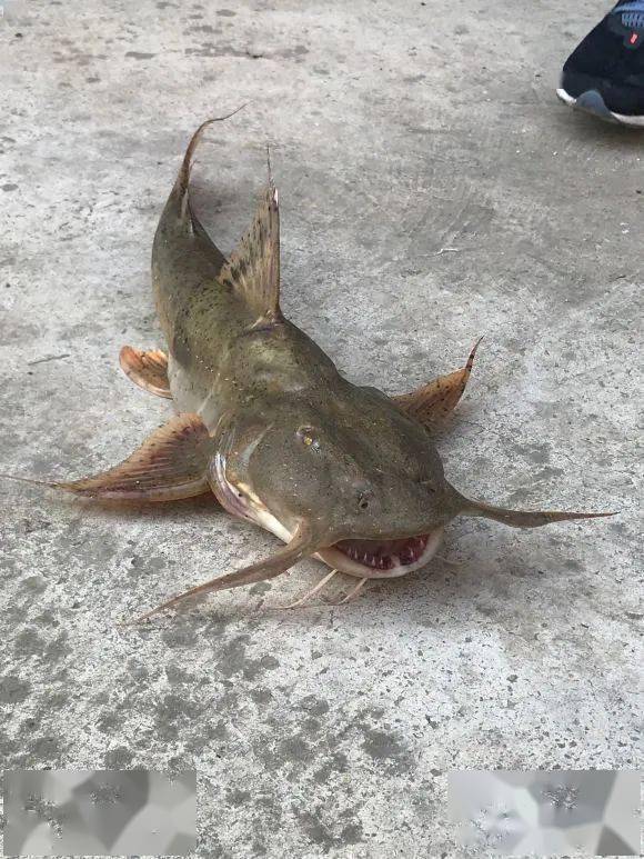 (巨魾鱼肉呈现极为罕见的金黄色,不仅视觉冲击惊人,其口感也是软弹鲜