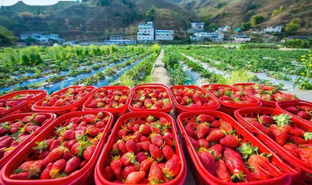 冬日限定甜蜜来袭攀枝花水果采摘地图来啦