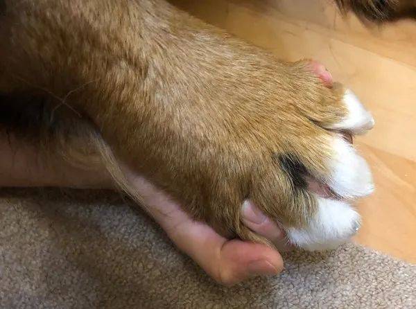 网友家的狗子香蕉很粘人  每当她开始做家务的时候  香蕉就会过来求