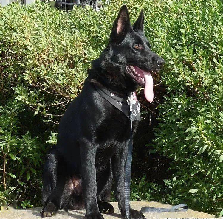 活跃在世界范围的工作犬-德国牧羊犬