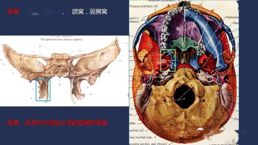 【視頻 課件】顱骨詳細解剖