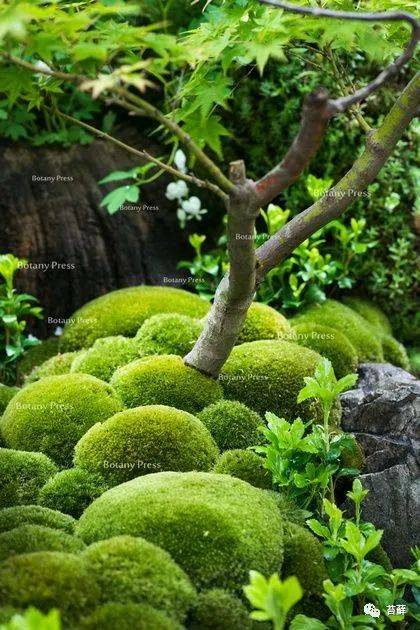 不适合养苔藓景观的院子10大总结!错过可要吃大亏!