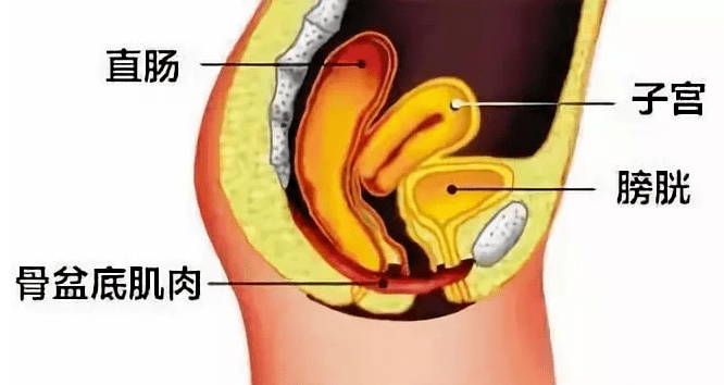 阴道前或后壁膨出,子宫脱垂……——掉出来了!