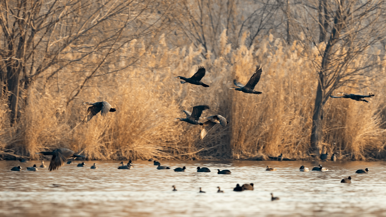 这里是鸟的天堂_鸟类栖息地
