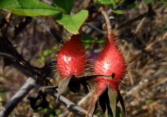 比枸杞还厉害的补肾小野果用来泡酒好处多多