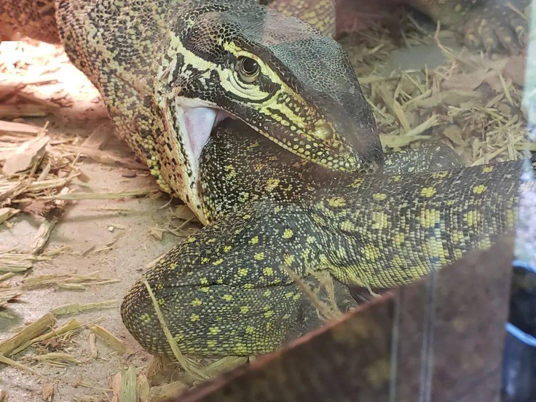 网友看到巨蜥正在吞食"伴侣",当场傻眼.