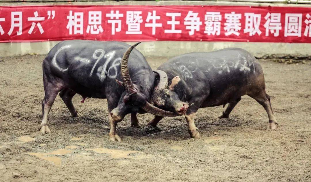 1月1日榕江乐里过侗年飞鸿在亚洲最大斗牛场带你看斗牛