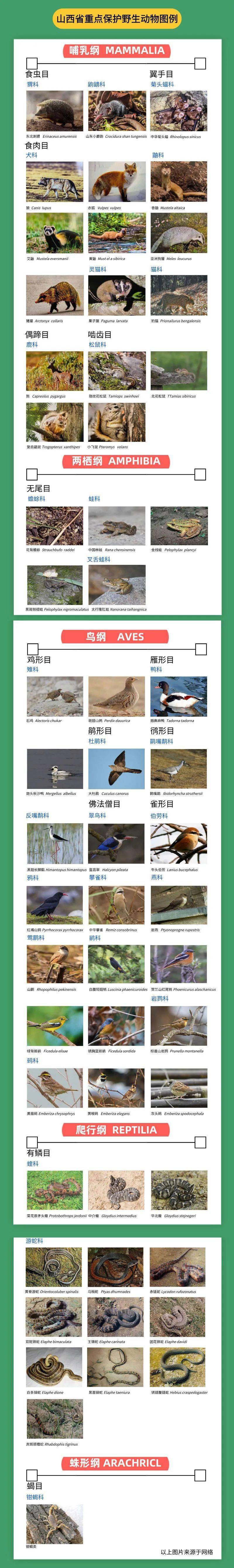 野生动物保护名录名单图片