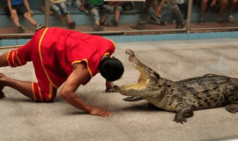 1月1日起镇原人可免费看鳄鱼狗熊等马戏表演还有抽奖活动地址就在