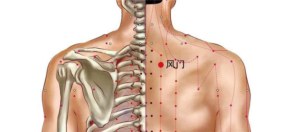 肺俞风门图片