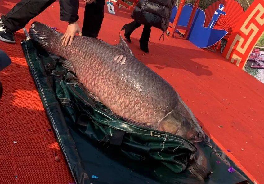 哇!柳叶湖惊现120斤大鱼王!祝福大美常德年年有鱼!