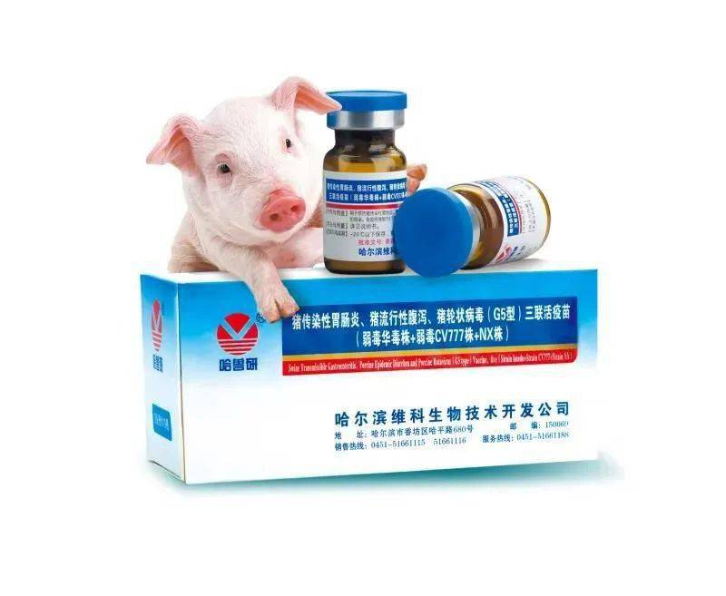 猪病毒性腹泻三联活疫苗研发成功并应用目前,我国生产中所用的是非转