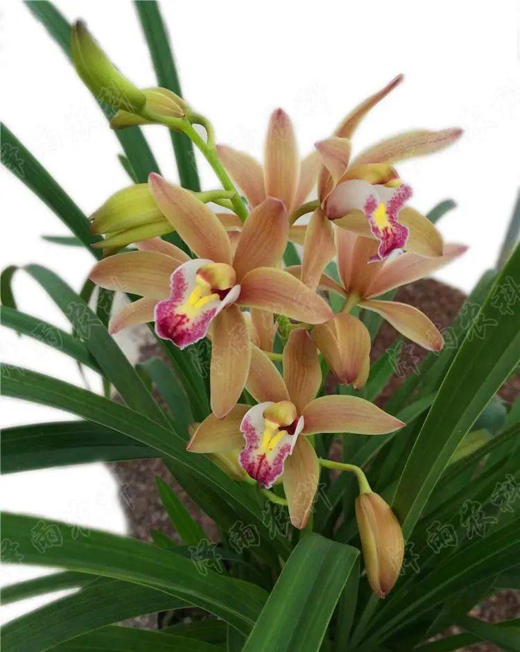 农科兰花(168万元)08君子兰(198万元)07大唐凤羽(350万元)06天逸荷