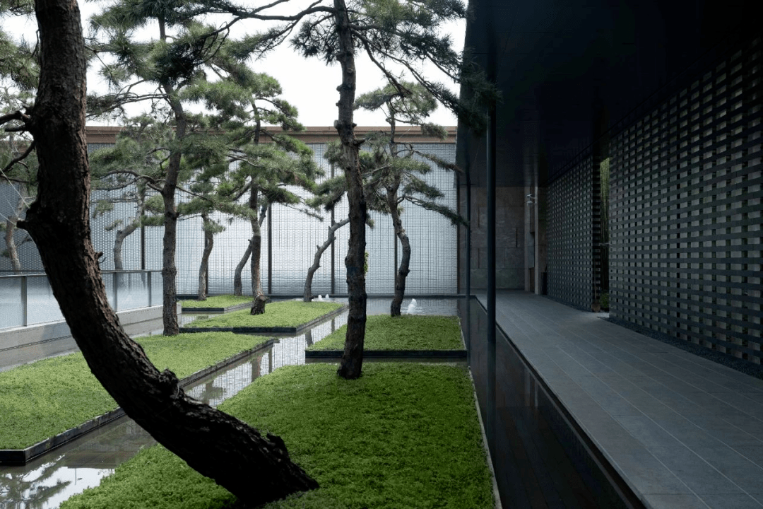 大凡中式建筑庭院,多有古松点缀其中,盈盈一汪浅水,假山松木三两,寥寥