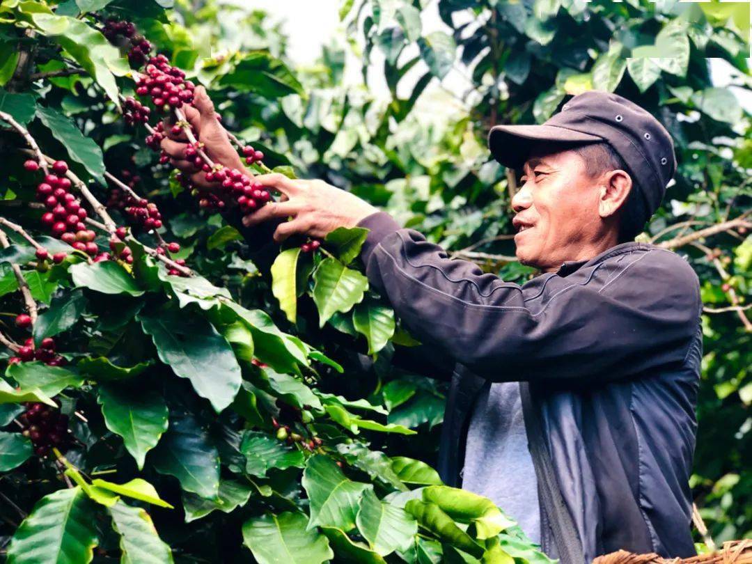 万万没想到普洱咖啡竟有这么多全国第一