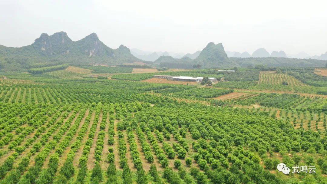 武鸣沃柑要开园了!各位"贝侬达妮"快来呀