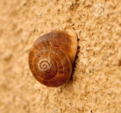 蜗牛是怎么爬到金字塔顶部的