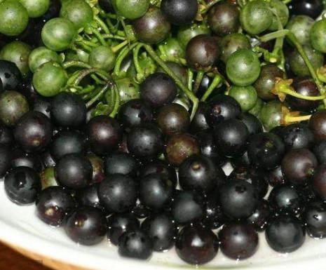 这种"迷你黑番茄",是多数人童年的回忆,酸甜甜甜,是解毒良药