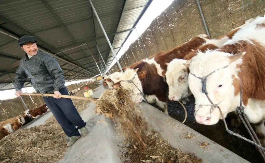 農村家畜飼養遭禁止,老農反問專家4個問題說出了農民心聲_養殖