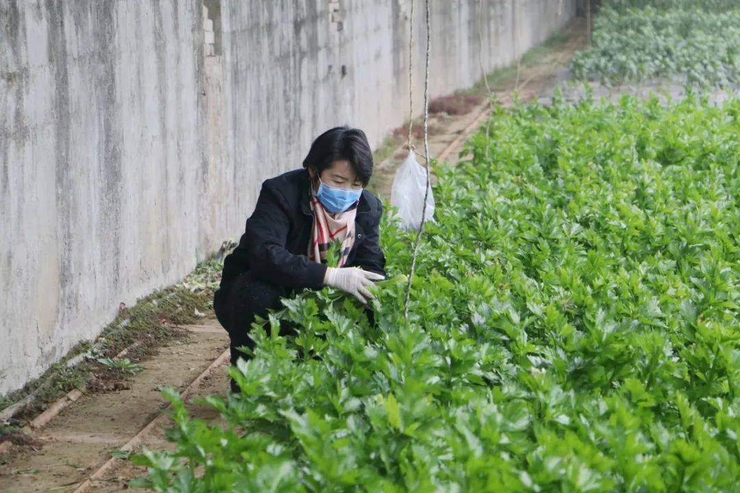 宋丽新的成长与发展历程,诠释了一个新型职业农民的