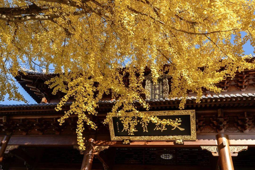 建善寺银杏金灿灿风景醉游人