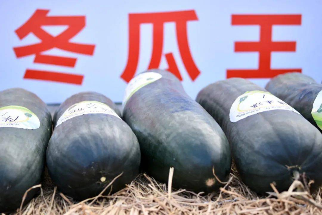 潮汕冬瓜王拍出28000元