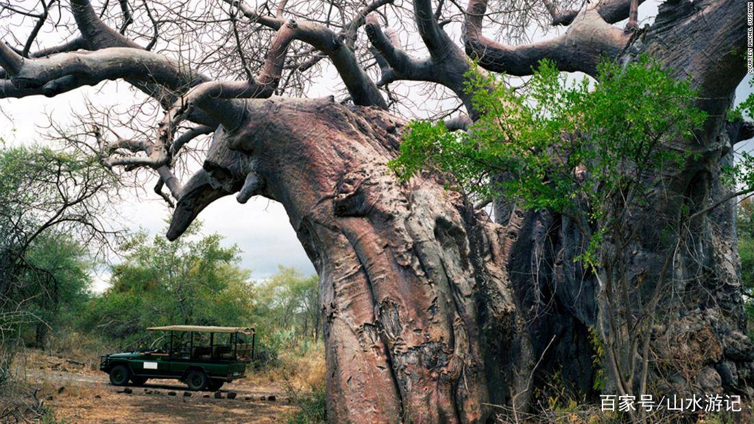 原创毁灭和悲伤世界上最古老的生物正在死亡让人感觉灵魂坍塌