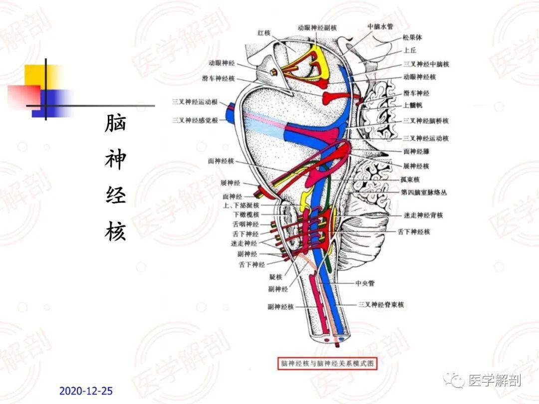 脑干的解剖及临床综合征