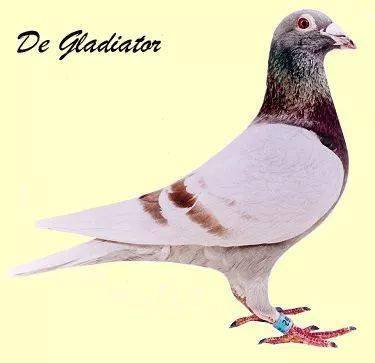 绛色鸽原来竟然这样配!