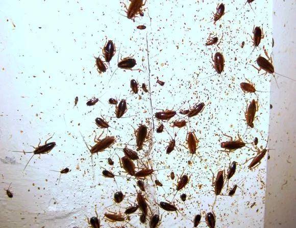 这个习惯一定要改!_蟑螂