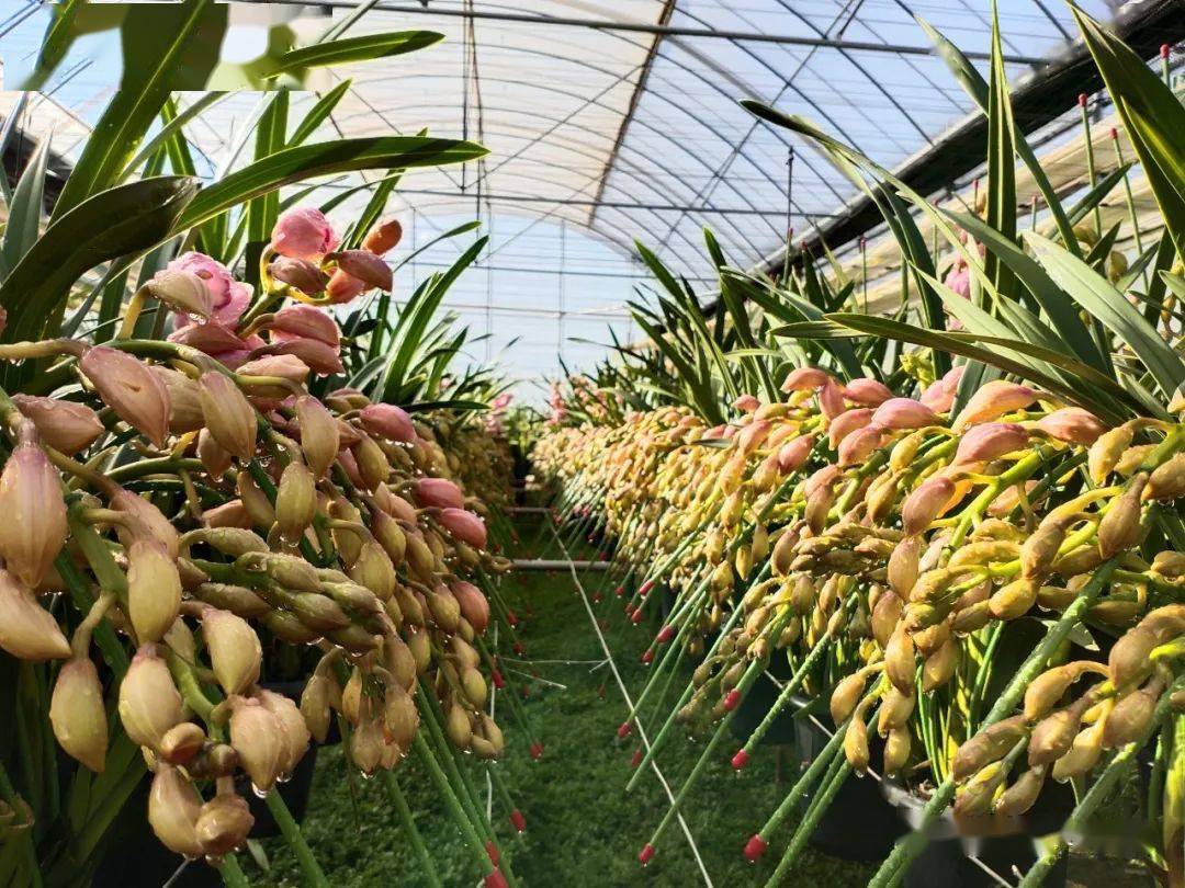 抓紧了大花蕙兰热潮来袭