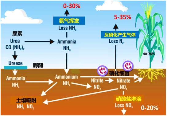 作物营养知识系列氮肥的合理施用