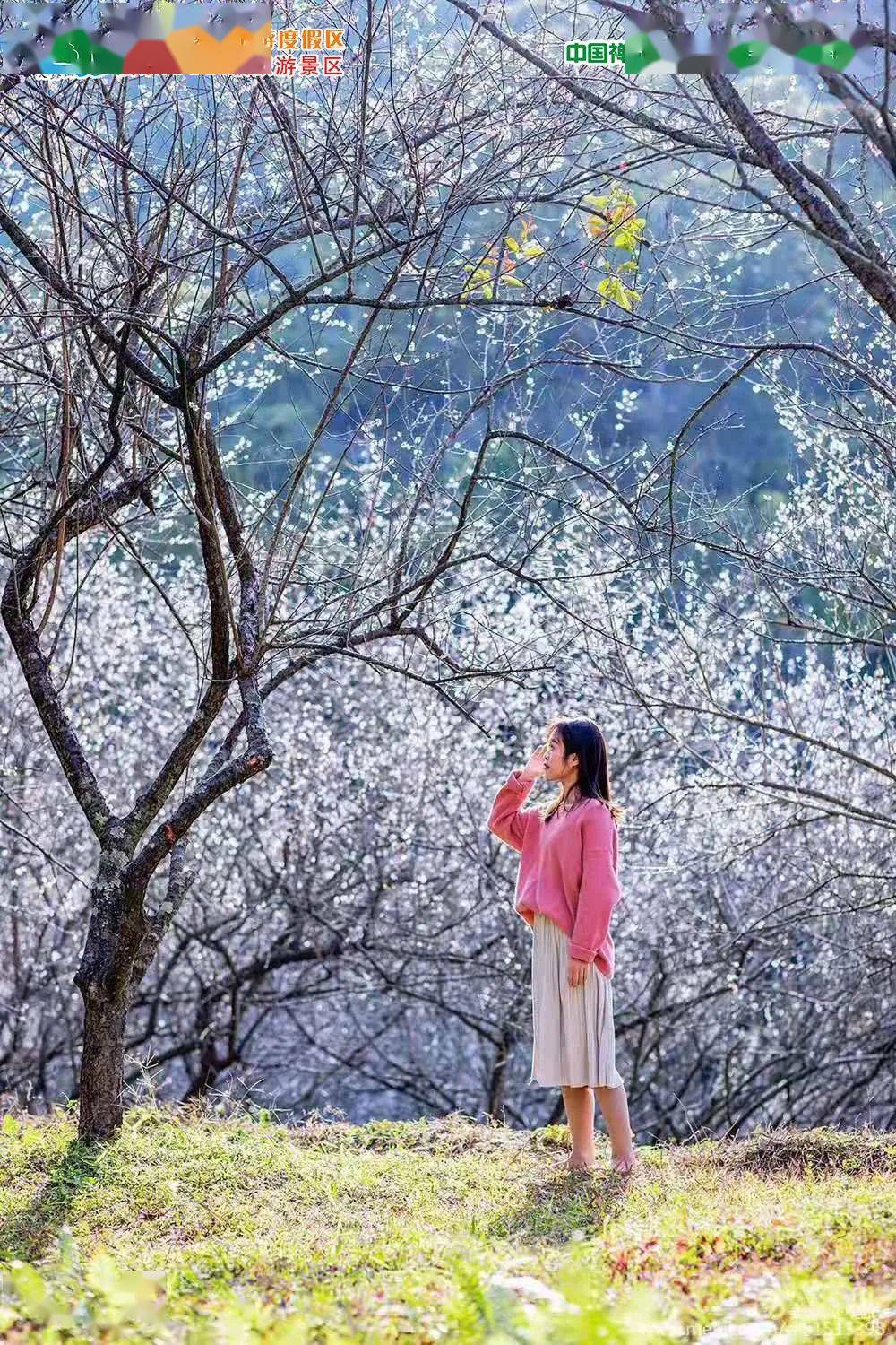 1月2号铁发纯玩仅119元醉美天露山梅花节新兴天露山赏万亩梅花无忧谷