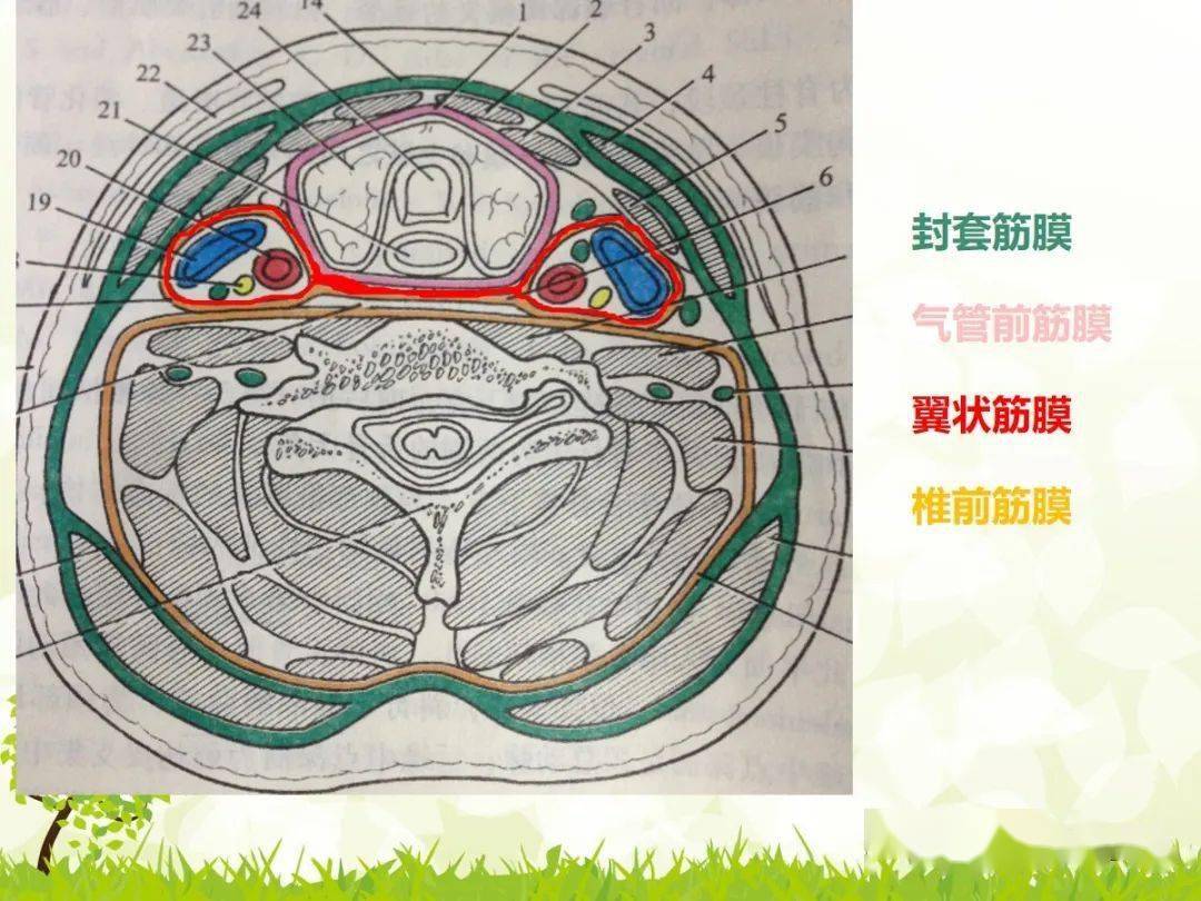 咽旁间隙解剖及常见病变影像表现