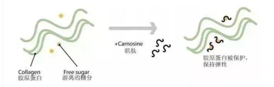 抗糖原理图片